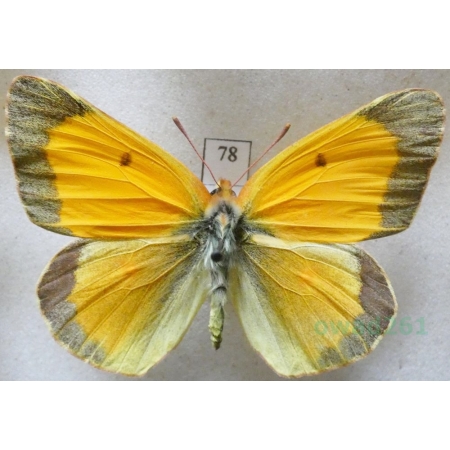 Colias croceus (Geoffroy, 1785) male Szlaczkoń sylwetnik Czech78